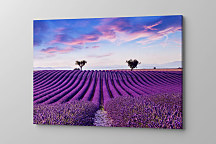 Obraz Levanduľové pole vo Francúzsku